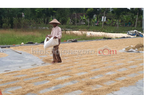 Panen Tiba, Tanaman Padi di Kanor Terserang Potong Leher